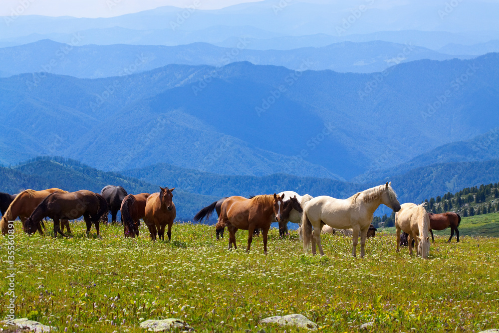 Fototapeta premium mountains landscape with horses