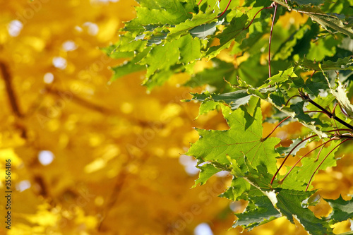 Autumn contrasts