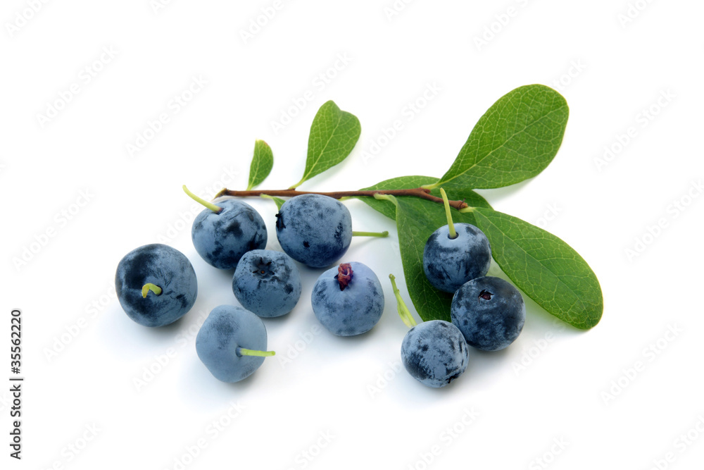 Berries of a bog bilberry with leaves Berries of a bog bilberry with leaves