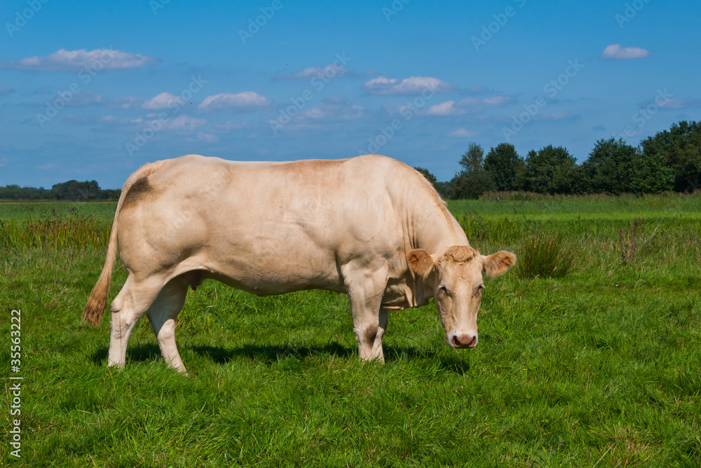 Light brown cow in a meadow looking curiously Light brown cow in a meadow looking curiously