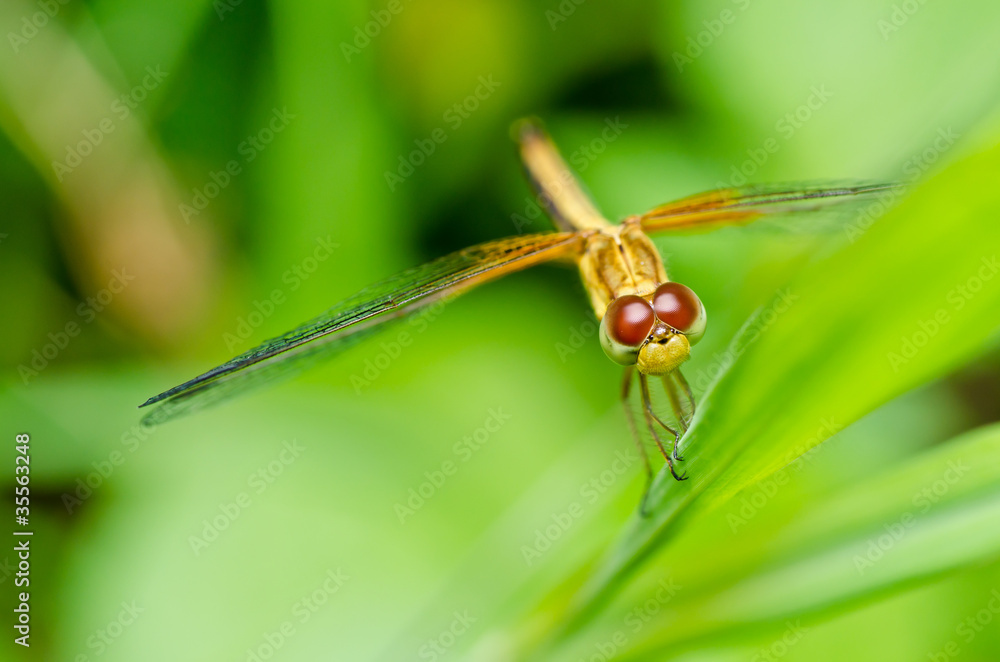 dragonfly in garden dragonfly in garden