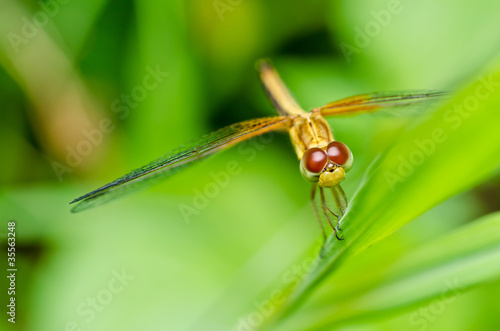 dragonfly in garden © sweetcrisis