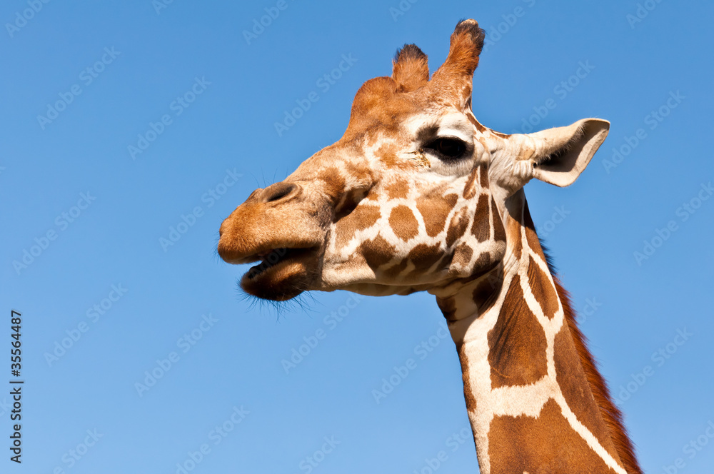 Obraz premium giraffe