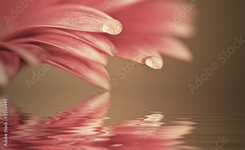 Beautiful muted color gerbera daisy flower reflected in water