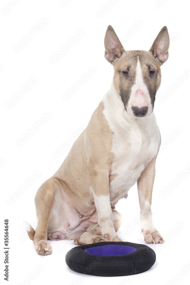bull terrier ready to play
