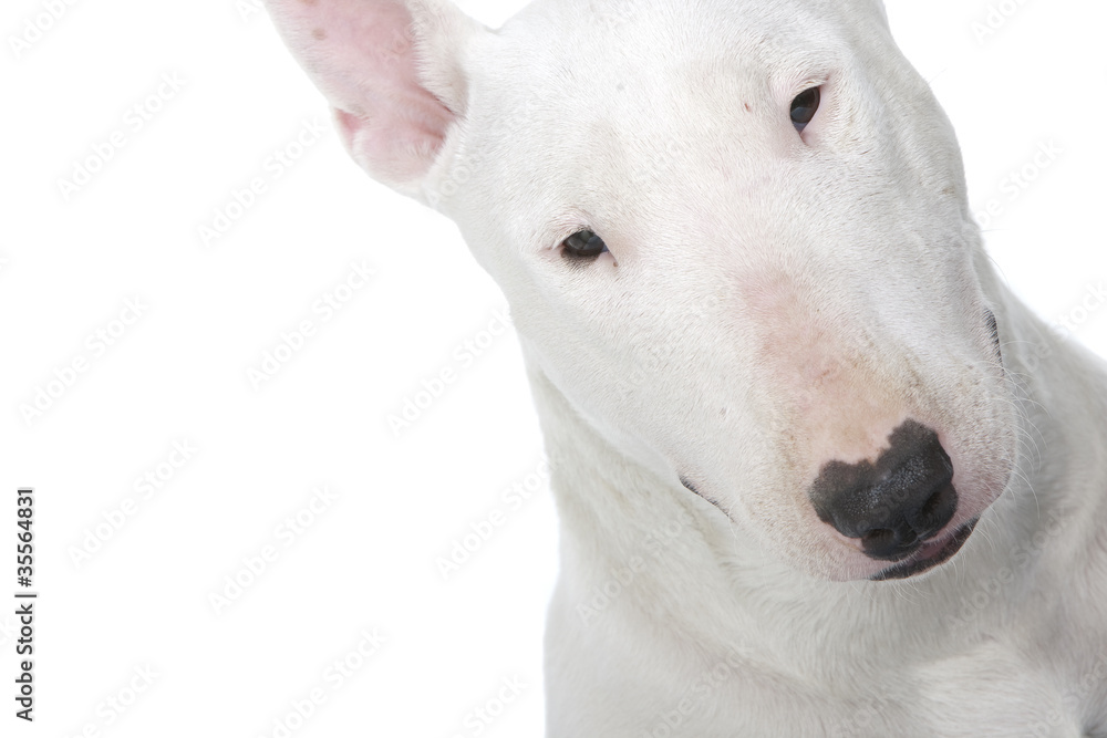 portrait de bull terrier en gros plan portrait de bull terrier en gros plan