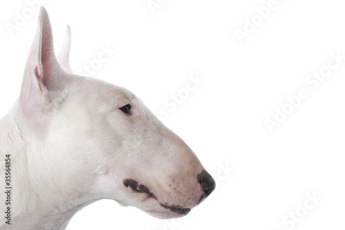 Leinwand Poster tête typique du bull terrier de profil