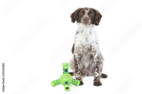 Fototapeta Naklejka Na Ścianę i Meble -  chien assis devant son jouet en plastique