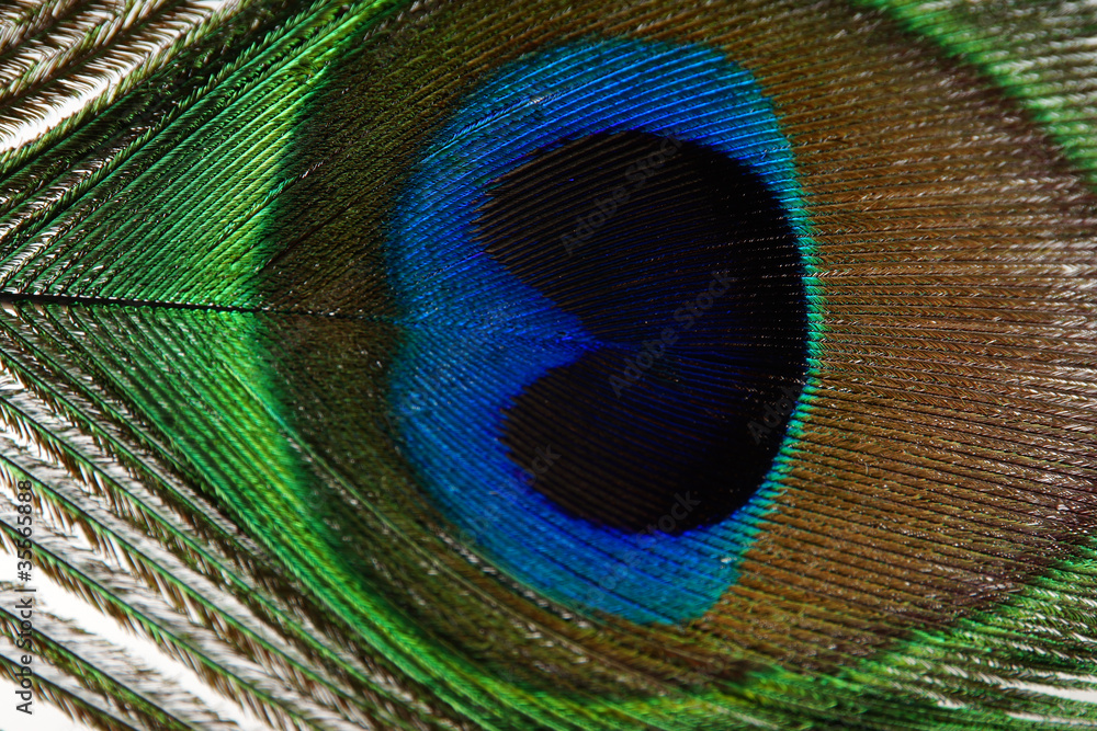 Obraz premium pfauenfeder #3