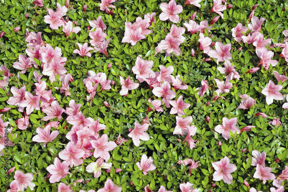 Fototapeta premium azalea background