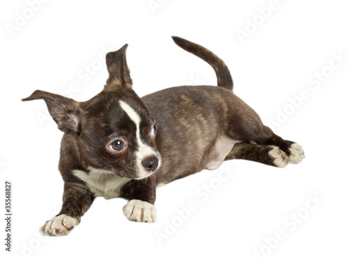 cute small chihuahua puppy sitting on white looking at camera is