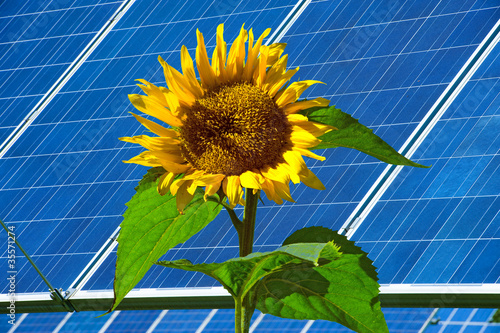 solar-cell and sunflower
