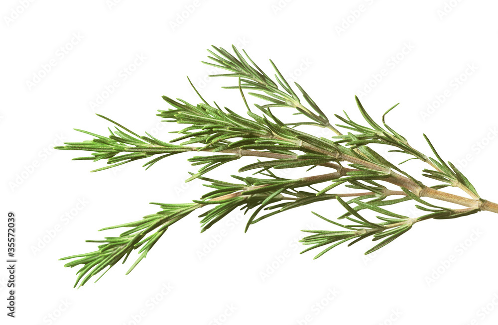 fresh rosemary herb isolated on white background fresh rosemary herb isolated on white background