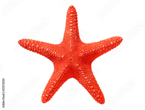 big red seastar isolated on white background