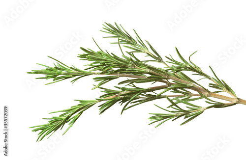 fresh rosemary herb isolated on white background