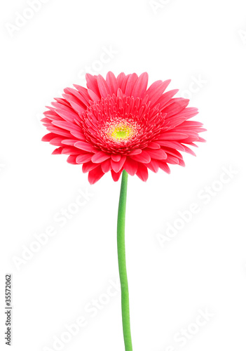 beautiful red gerbera daisy flower isolated over white backgroun