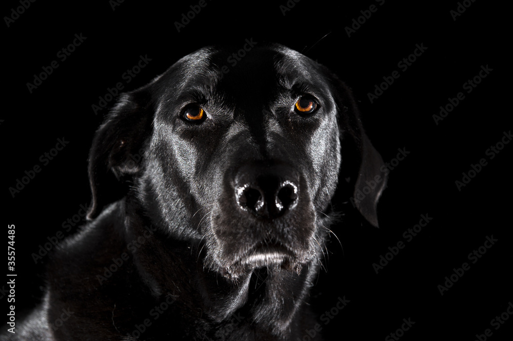 Labrador-Mix Portrait vor Schwarz