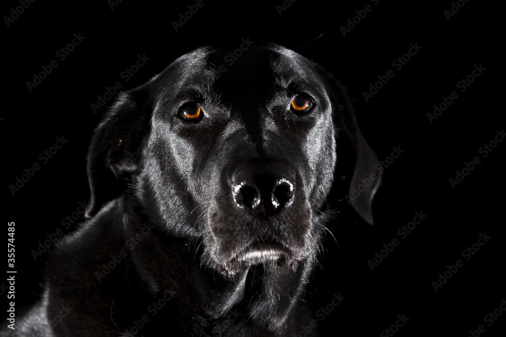 Labrador-Mix Portrait vor Schwarz Labrador-Mix Portrait vor Schwarz