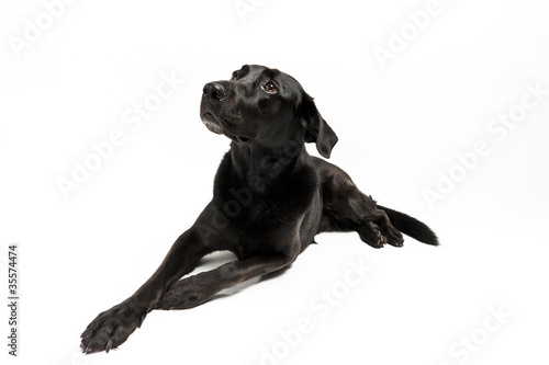 Schwarzer Labrador-Mix vor wei  em Hintergrund