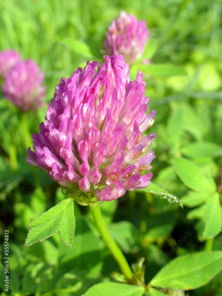 Fototapeta premium clover flower