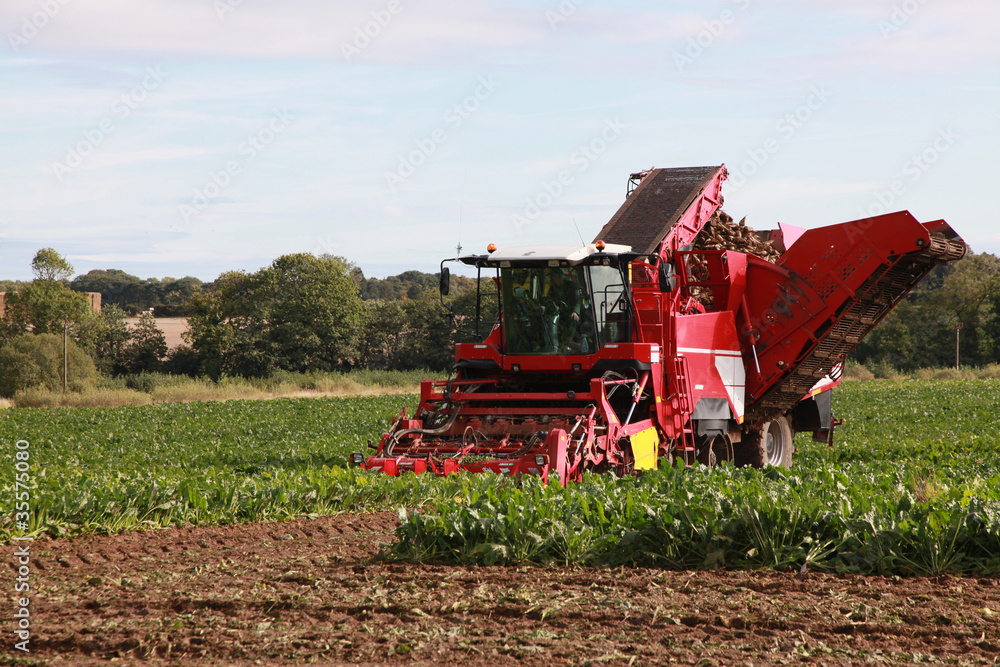 Fototapeta premium Harvesting in Norfolk