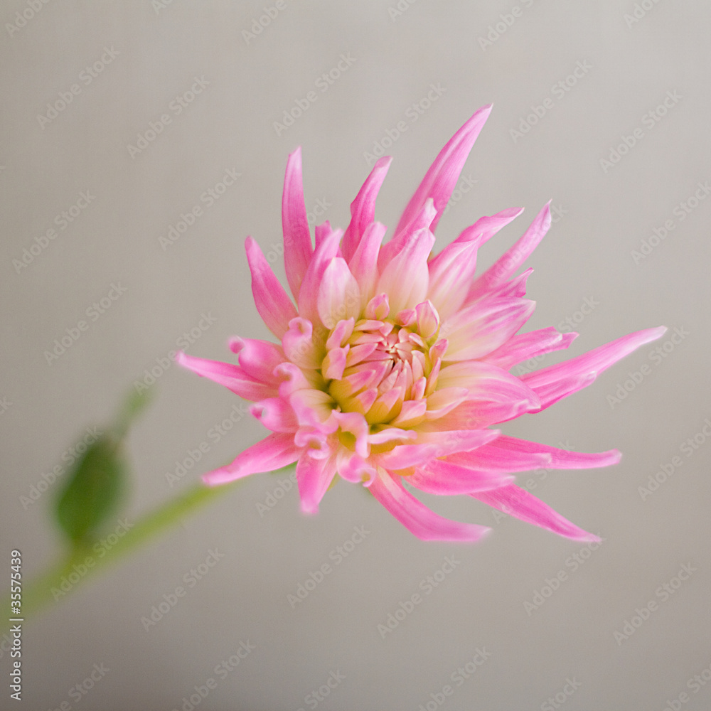 dahlia rose dahlia rose