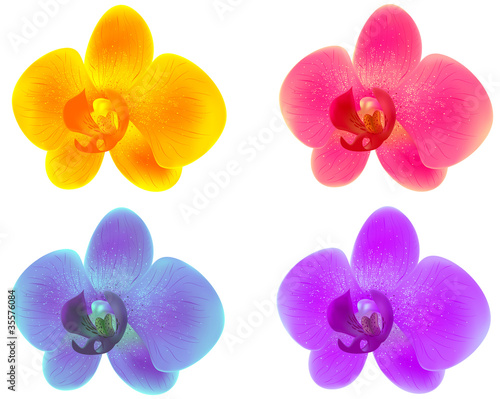 Fototapeta Naklejka Na Ścianę i Meble -  orchids