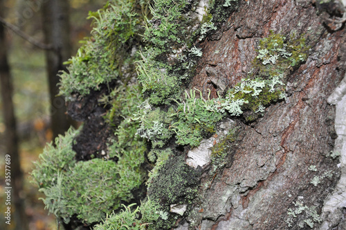Tree with a lichen