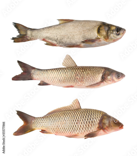 Carp fish collection isolated on white background