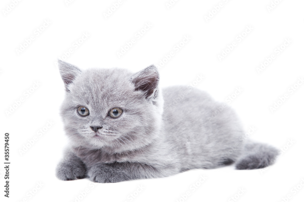 gray British kitten