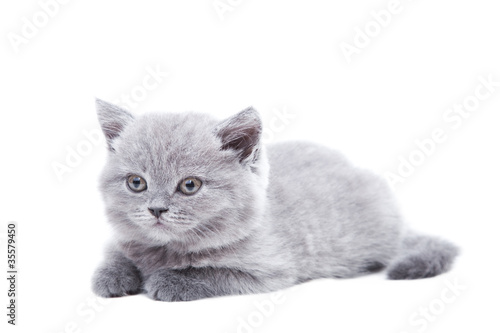 gray British kitten