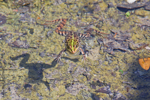 Frog in a pond