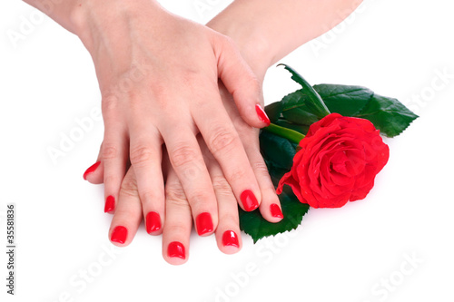 beautiful red manicure and  flower onwhite background