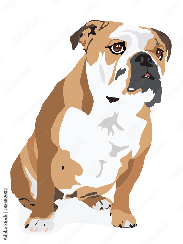 English Bulldog Vector English Bulldog Vector