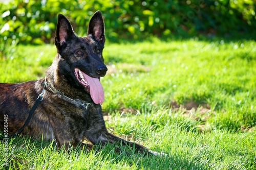 Εκτύπωση καμβά Dutch Shepherd