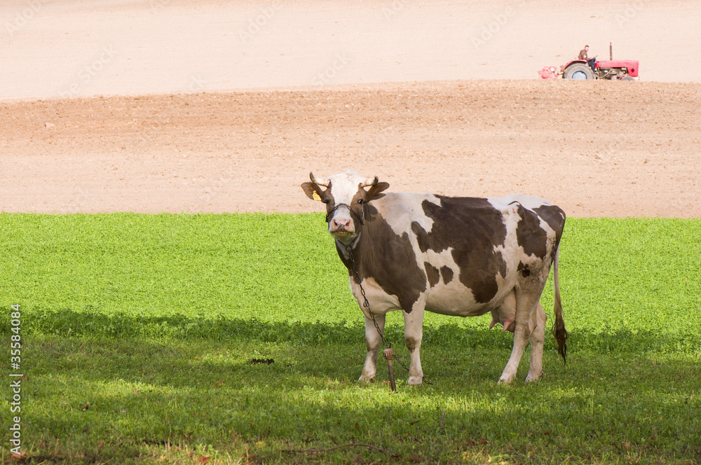Cow