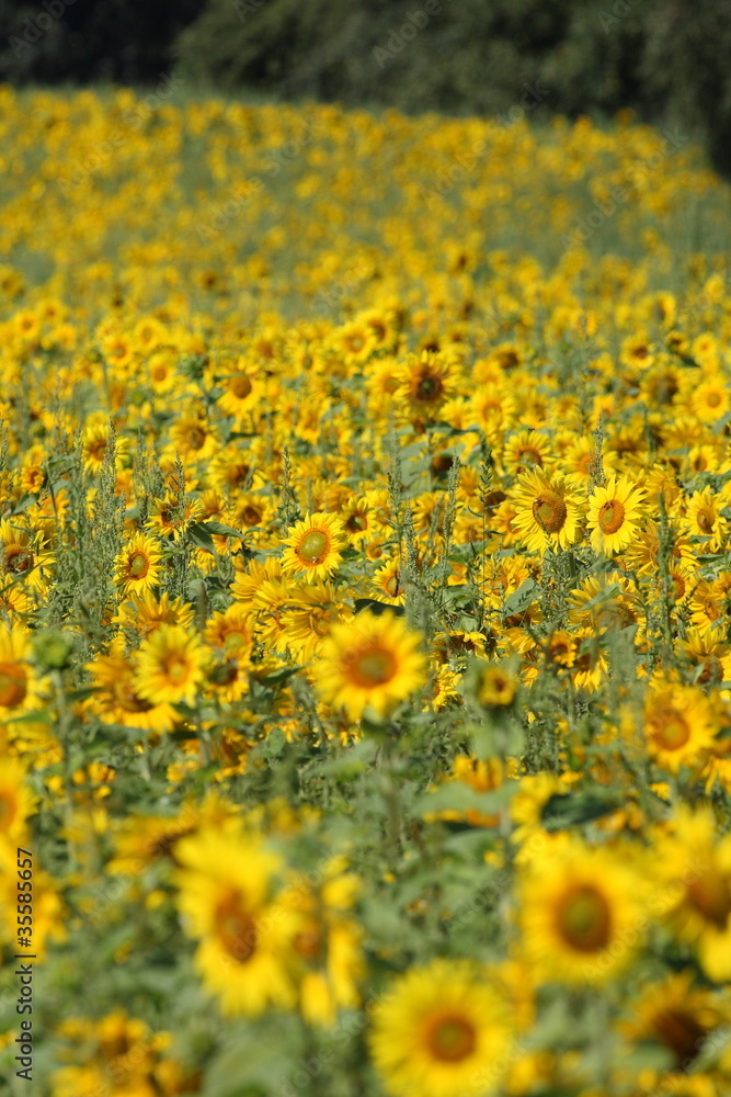 Obraz premium Sonnenblumen