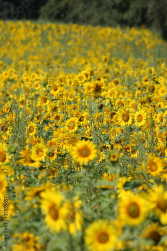 Sonnenblumen © fotopfeifer