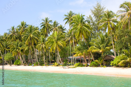 Coconut palm trees on the beach © OlegD