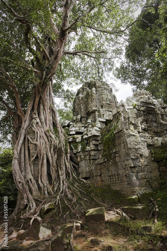 radici intorno ad un tempio ad angkor in cambogia