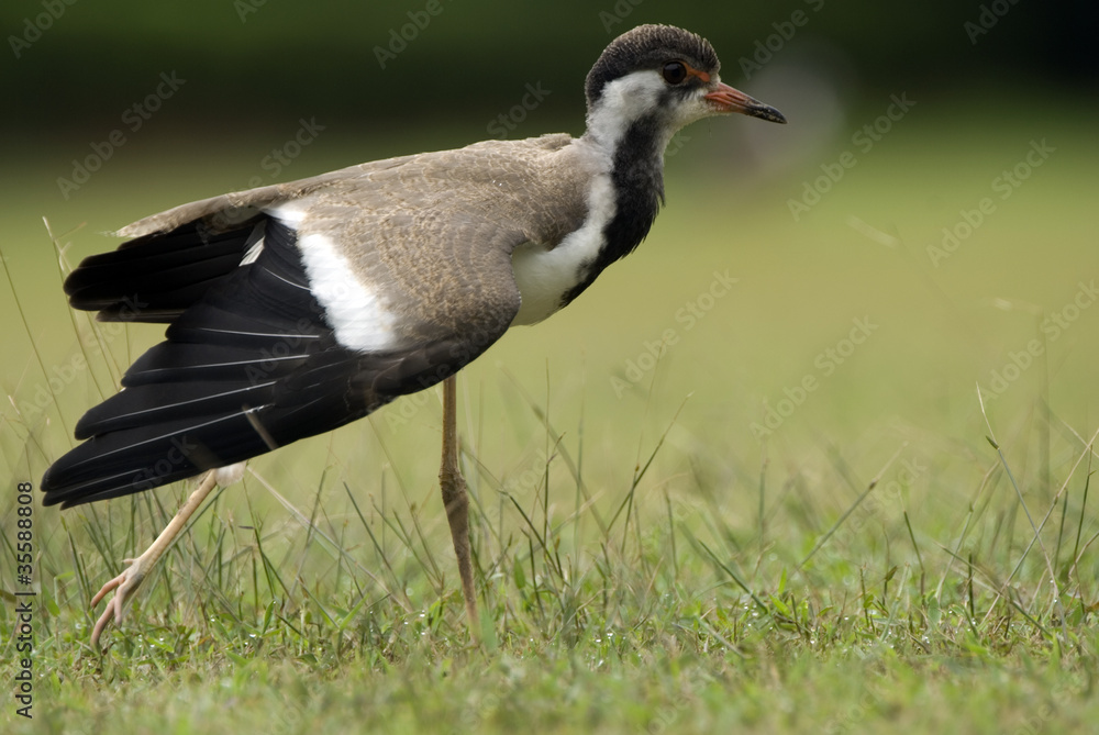 Red-wattled lapwing, Sawai Madhopur, Rajasthan, India Red-wattled lapwing, Sawai Madhopur, Rajasthan, India