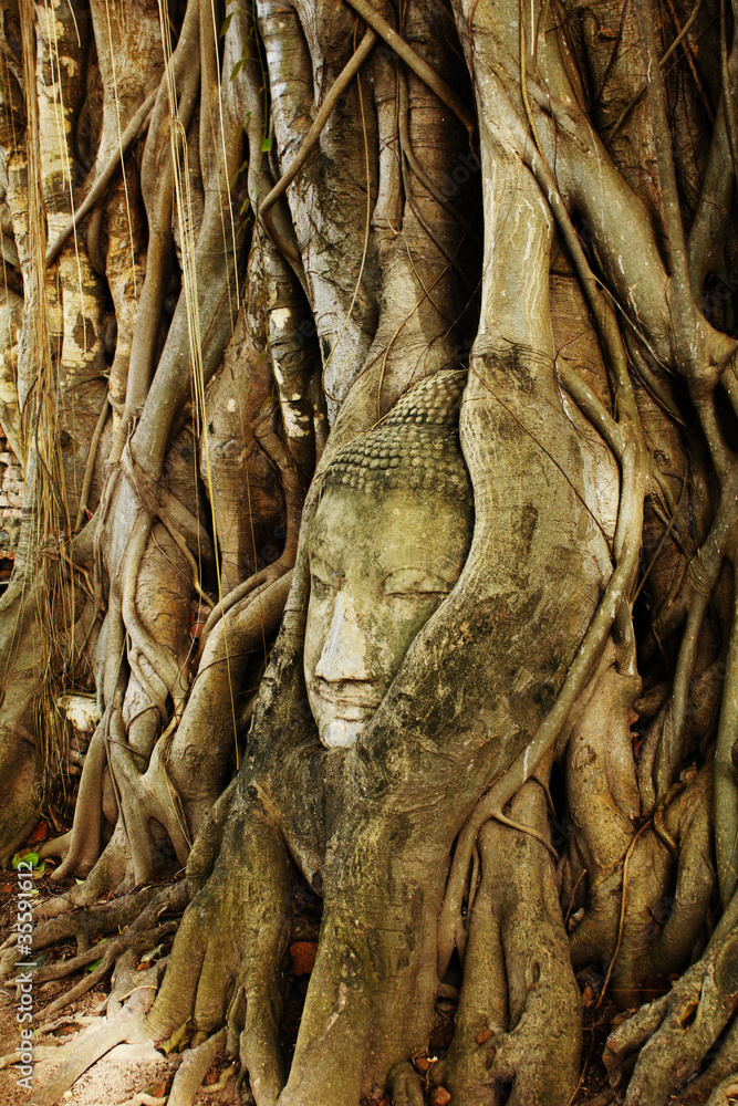 A buddha head inside a tree in Ayudhaya,Thailand.