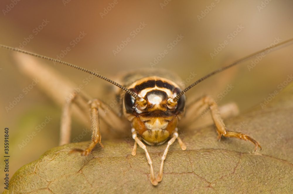 Acheta domesticus