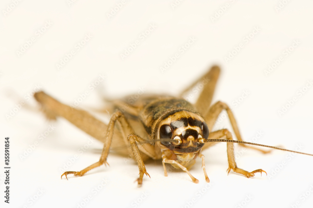 Acheta domesticus Acheta domesticus