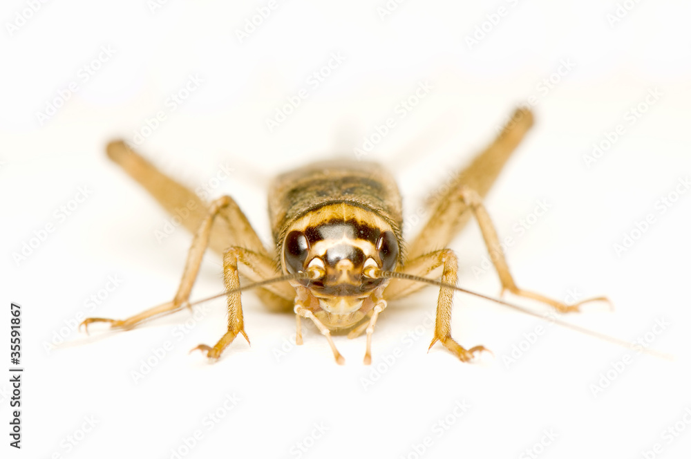 Acheta domesticus