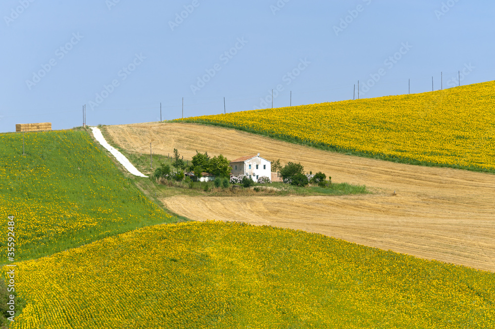 Fototapeta premium Marches (Italy) - Landscape at summer with sunflowers, farm