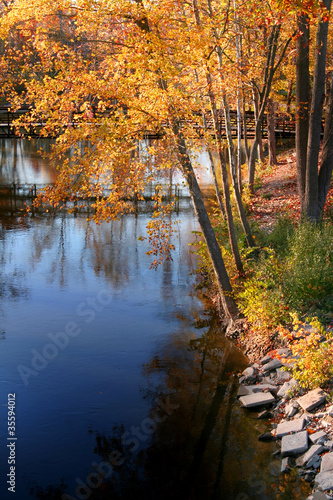 Autumn trees by the lake