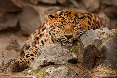 Panthera pardus leopard
