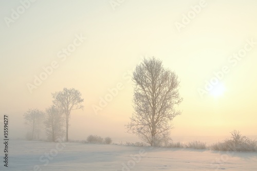 Frosty winter tree in the field on a foggy December's morning © Aniszewski
