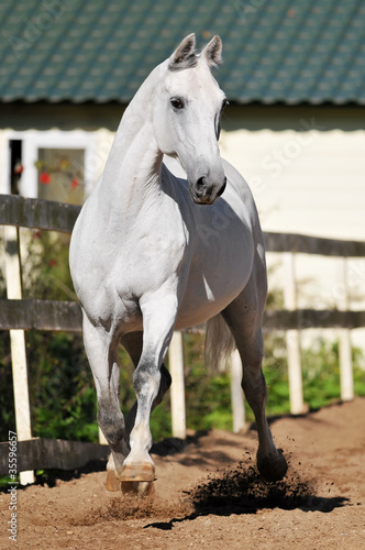 White horse Orlov trotter runs trot